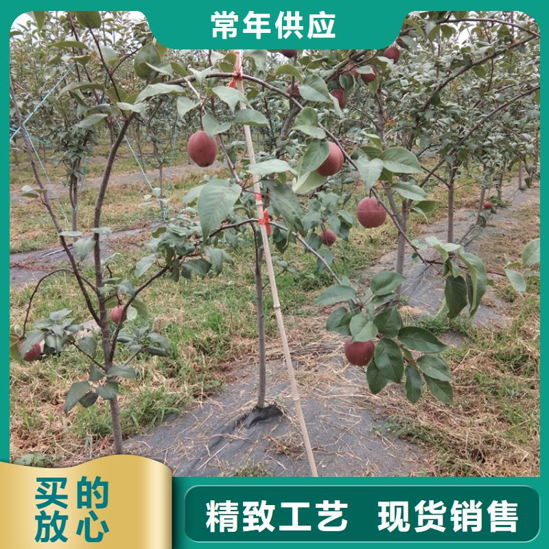 【梨树】无花果苗标准工艺