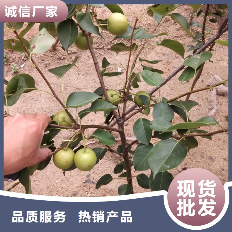 梨树板栗苗源头厂家量大价优