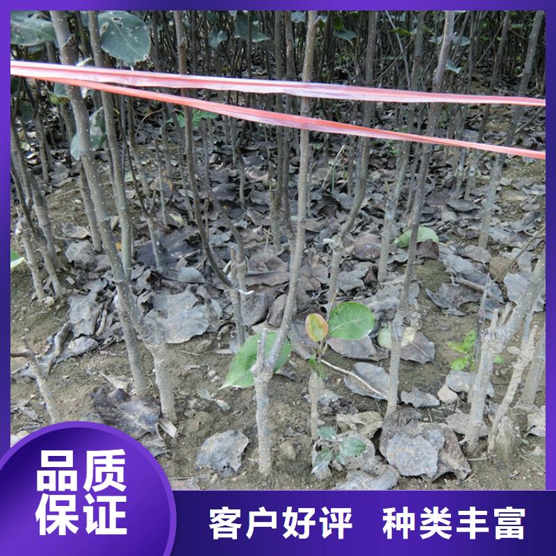 【梨树】无花果苗标准工艺