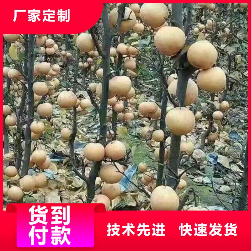 梨树苹果苗分类和特点