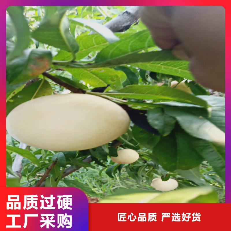 桃蓝莓苗真材实料加工定制