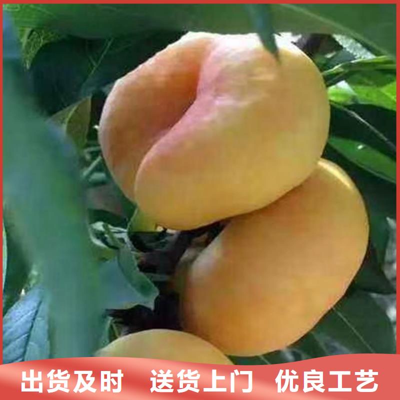 桃苹果苗信誉有保证