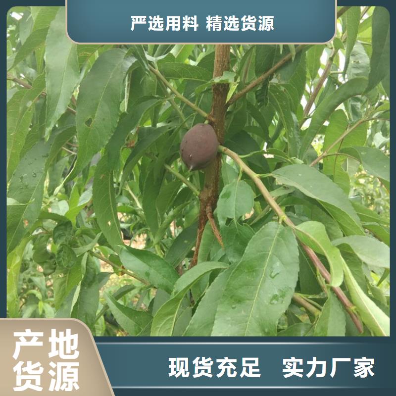 桃,【苹果苗】品质过硬