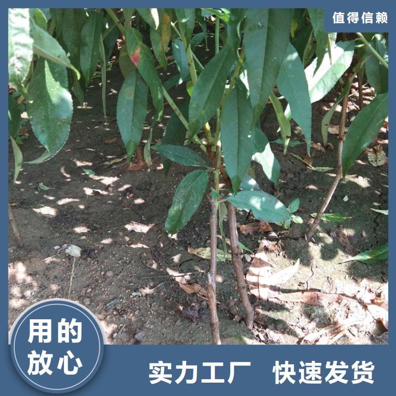 桃苹果苗信誉有保证