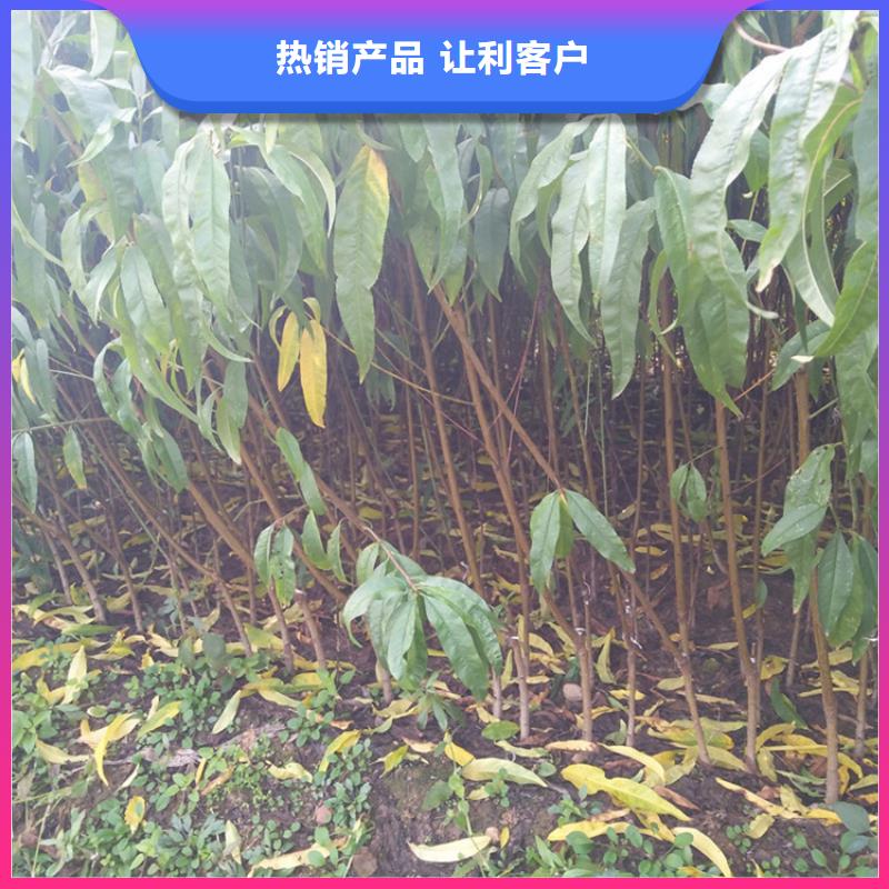 桃【苹果苗】匠心品质