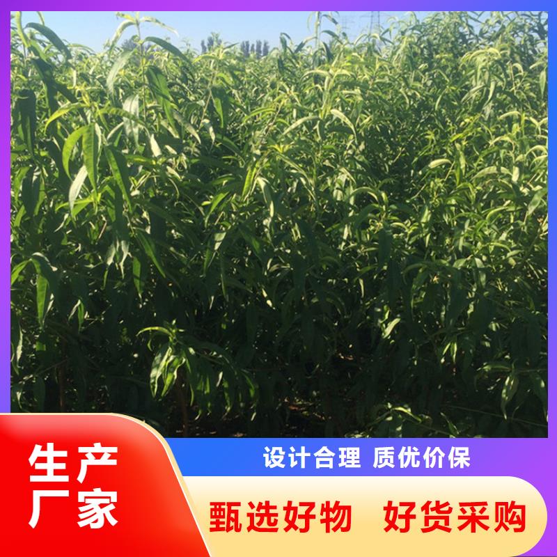 桃苹果苗信誉有保证