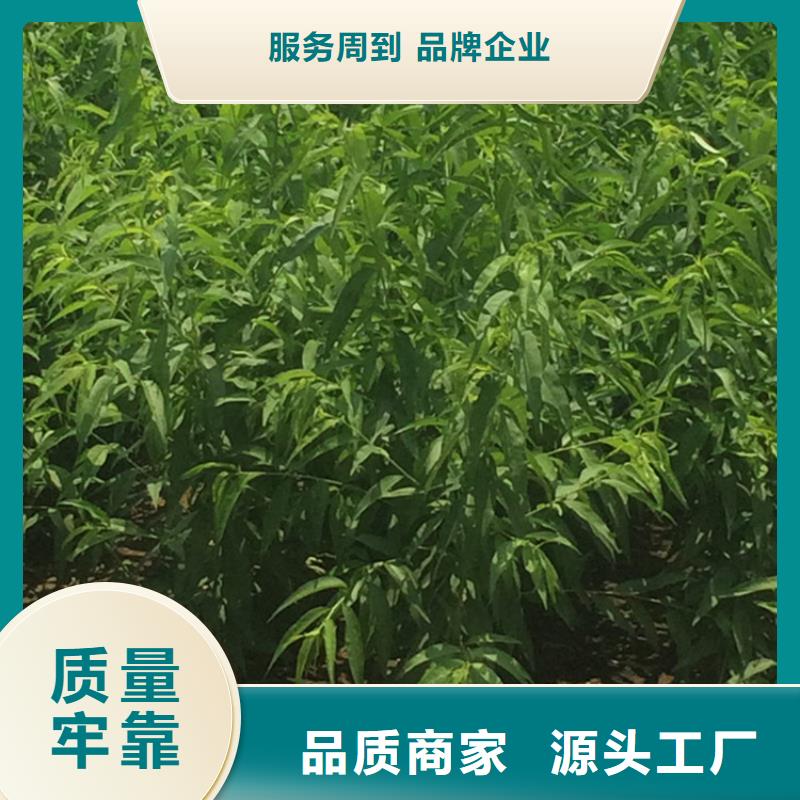 【桃】梨树苗选择我们选择放心