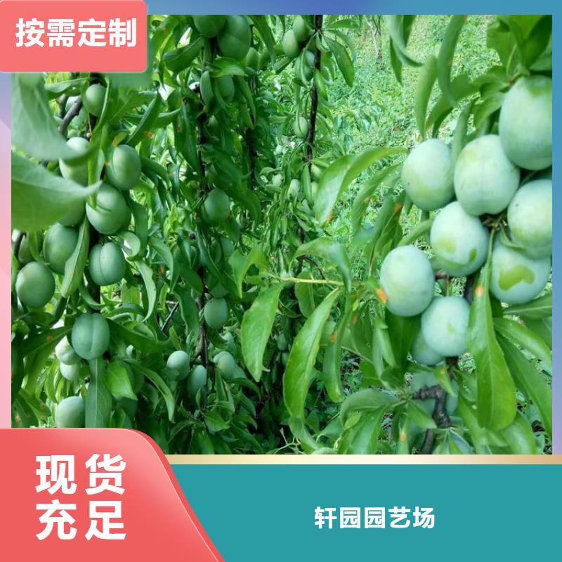 李子花椒苗支持拿样