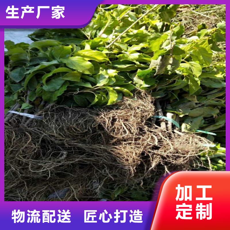 猕猴桃【苹果苗】追求细节品质