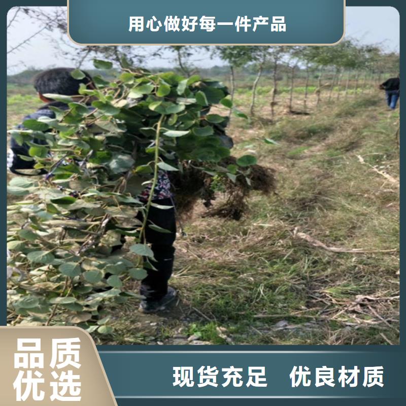 猕猴桃无花果苗定制销售售后为一体