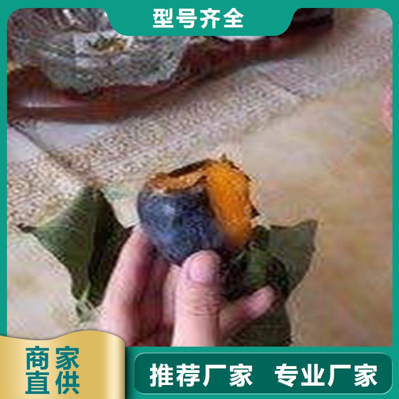 柿子苹果苗每个细节都严格把关