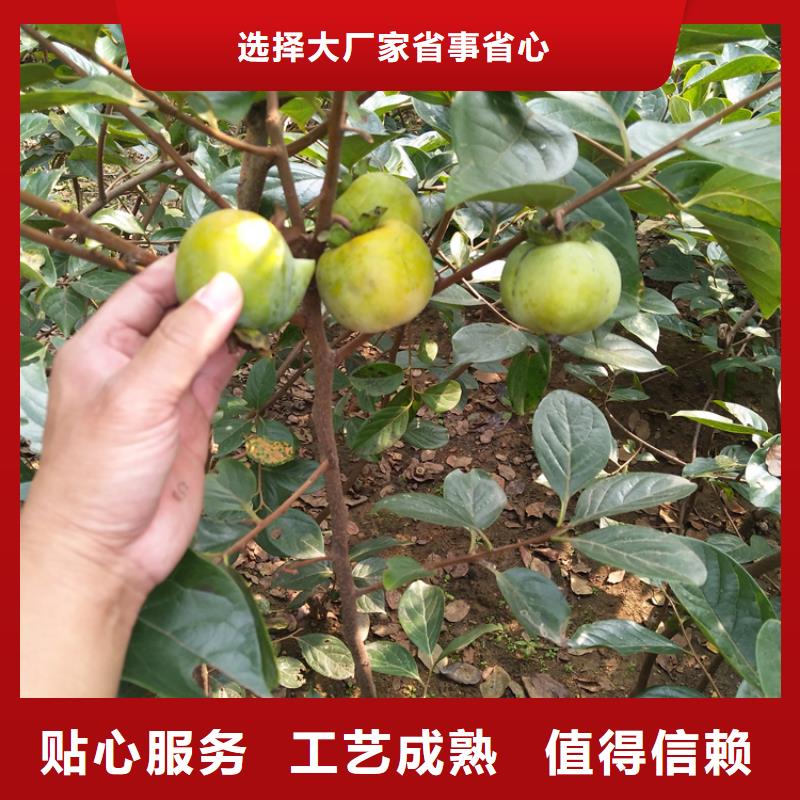 柿子苹果苗物美价优