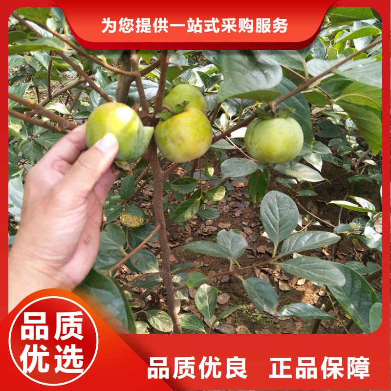 柿子苹果苗每个细节都严格把关