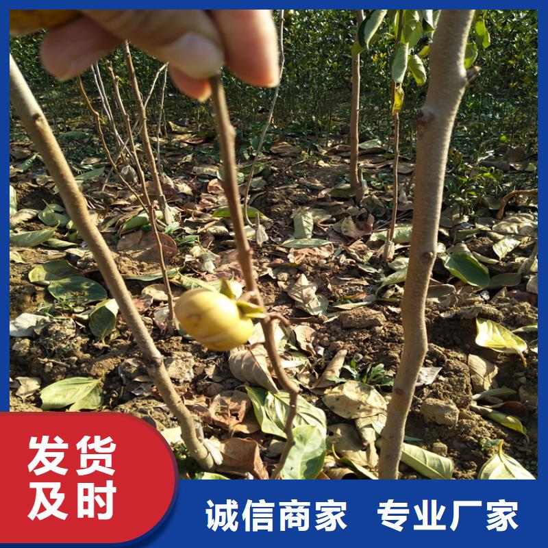 【柿子】苹果苗质量好