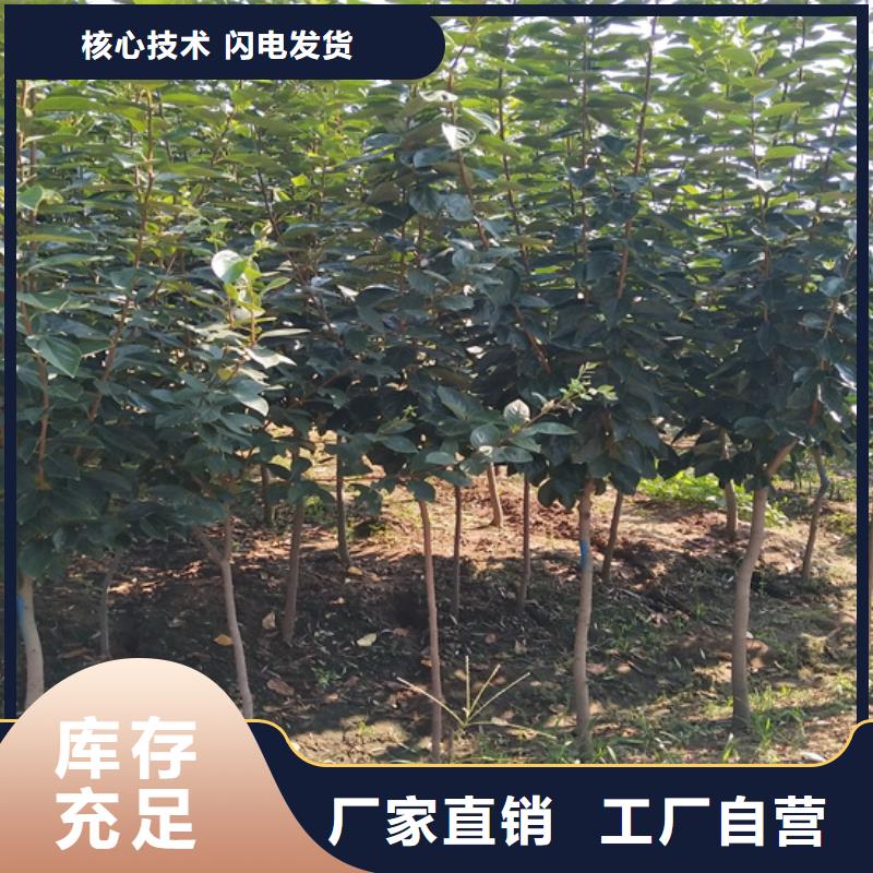 柿子【樱桃苗】用心做好每一件产品