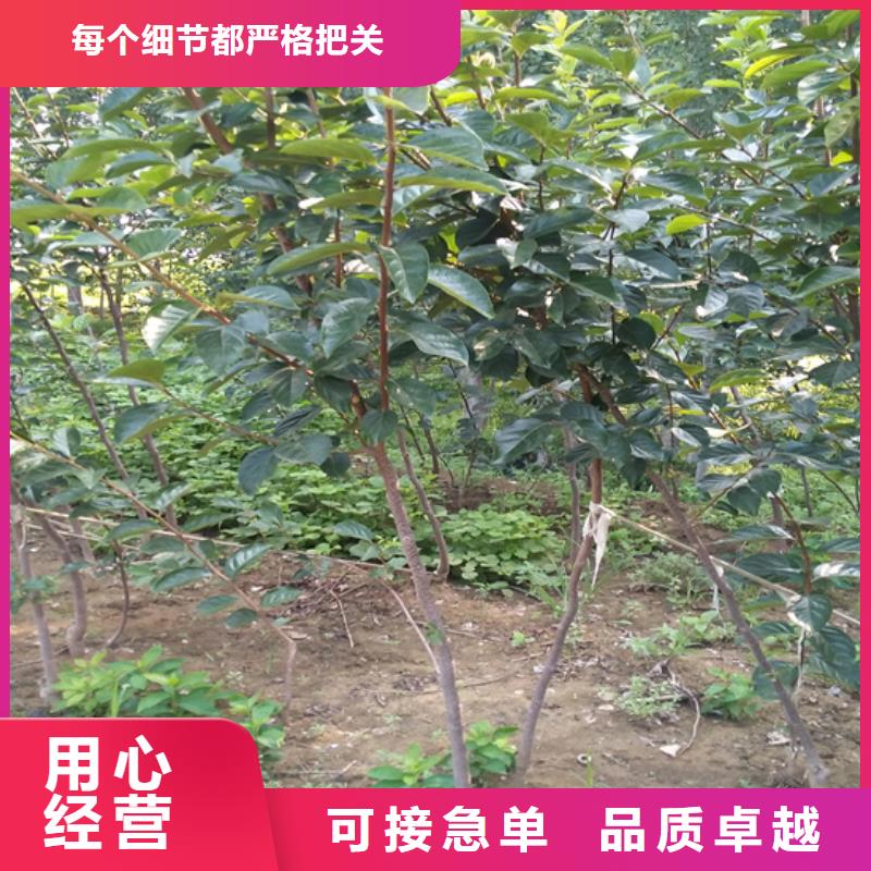 柿子苹果苗优势