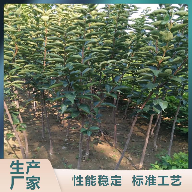 柿子苹果苗物美价优