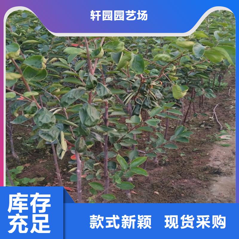 柿子无花果苗工厂现货供应