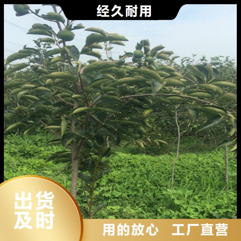 柿子苹果苗物美价优