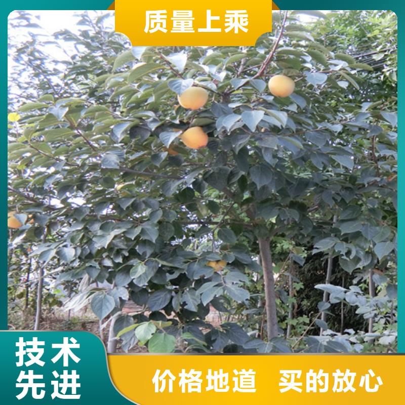 柿子【樱桃苗】用心做好每一件产品