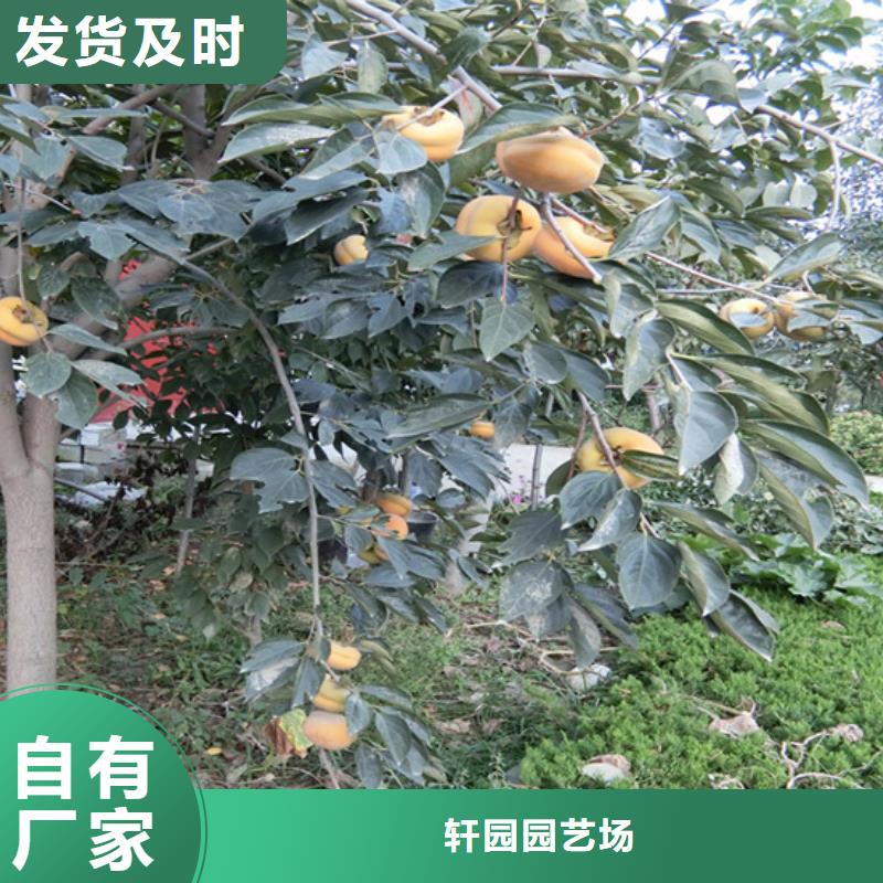 柿子无花果苗工厂现货供应