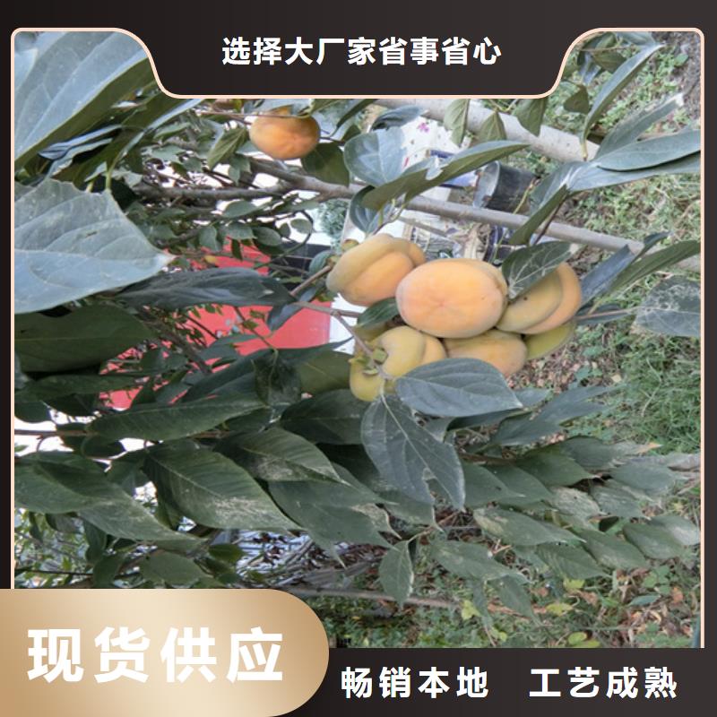 柿子无花果苗工厂现货供应