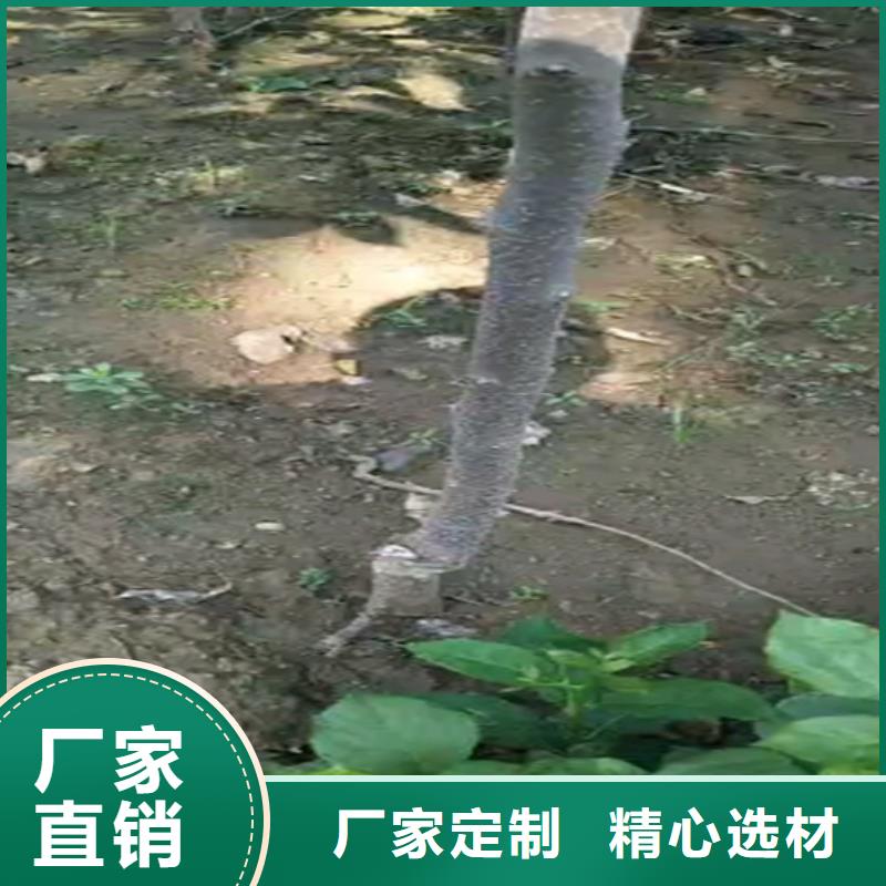 【柿子】苹果苗质量好