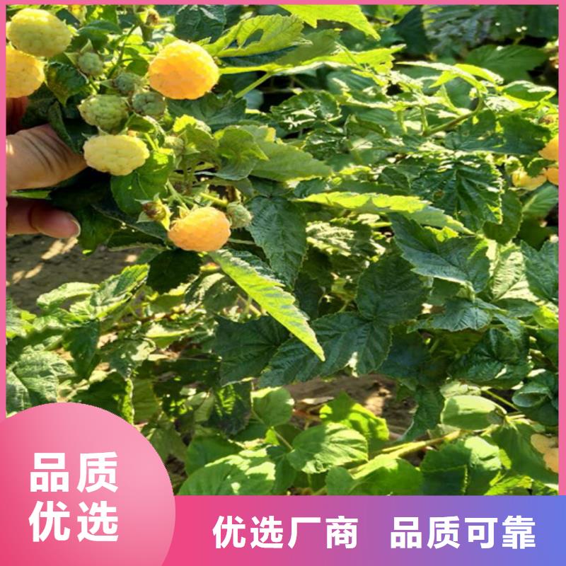 【树莓,樱桃苗加工定制】