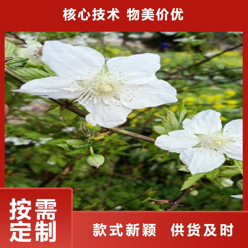 树莓【蓝莓苗】实力见证