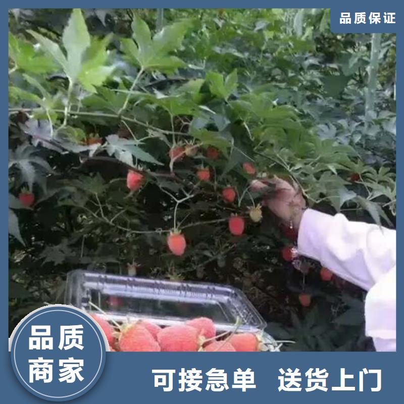 树莓,草莓苗实拍品质保障