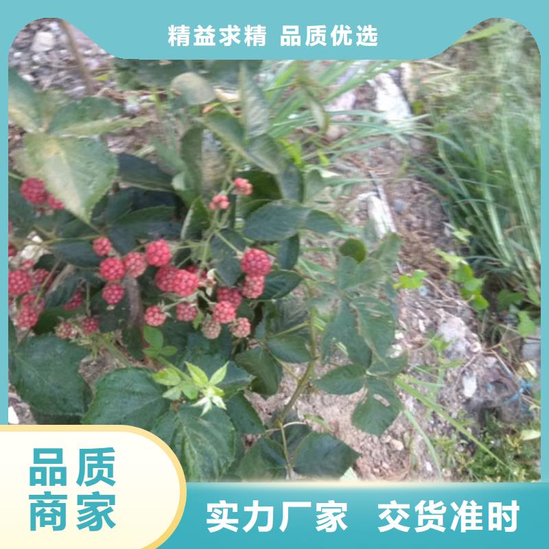 树莓梨树苗定制定做