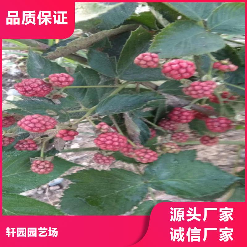 【树莓】无花果苗做工精细