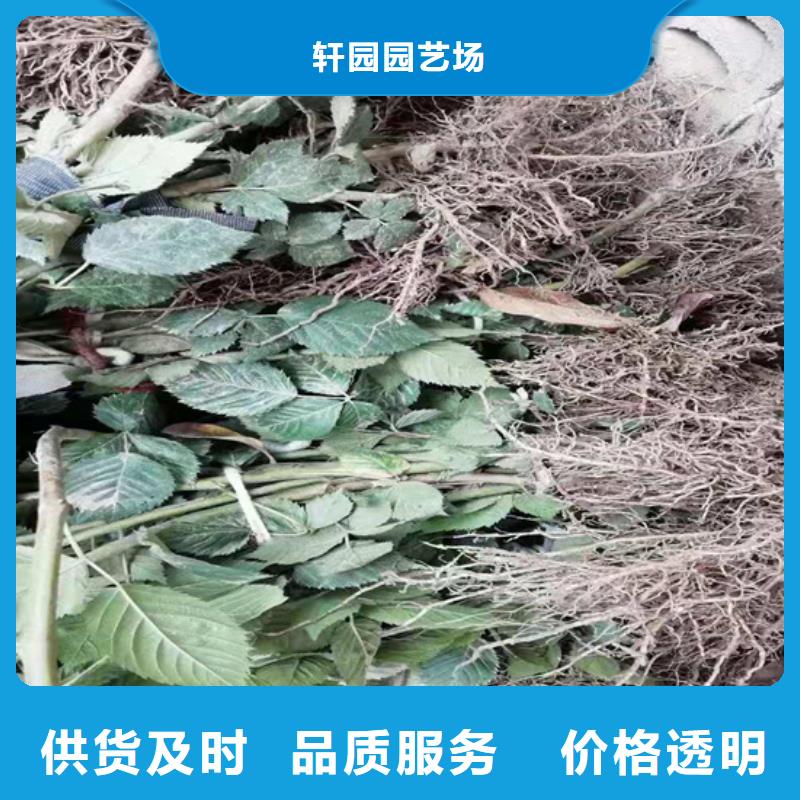 树莓苹果苗48小时发货