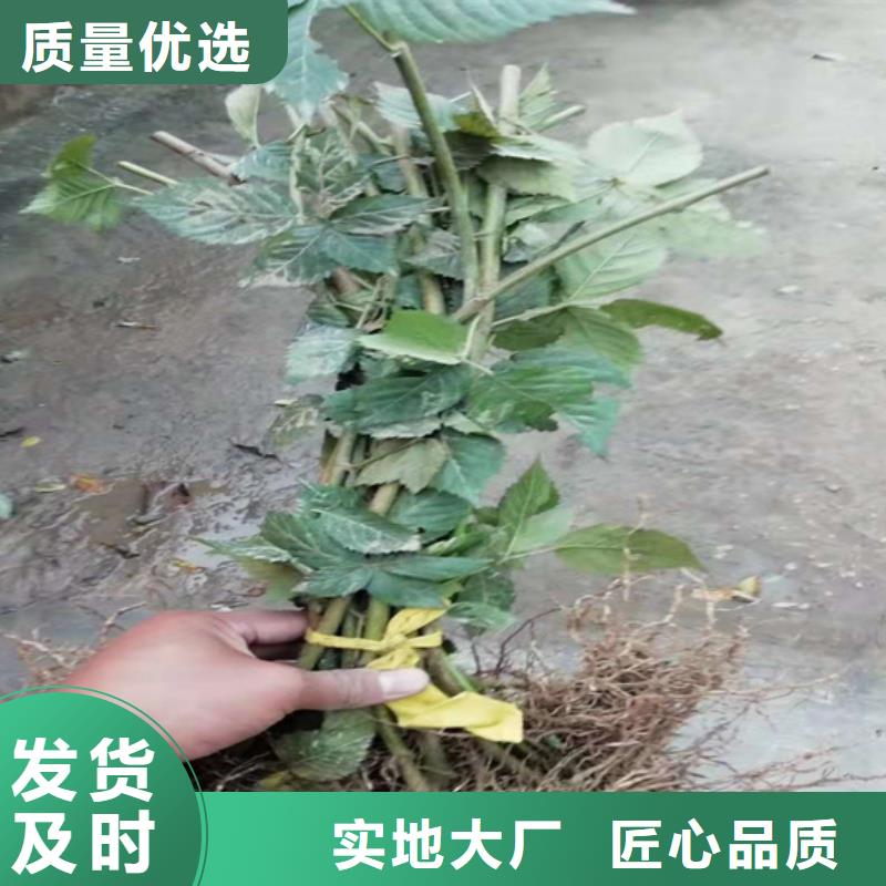 树莓梨树苗专业按需定制