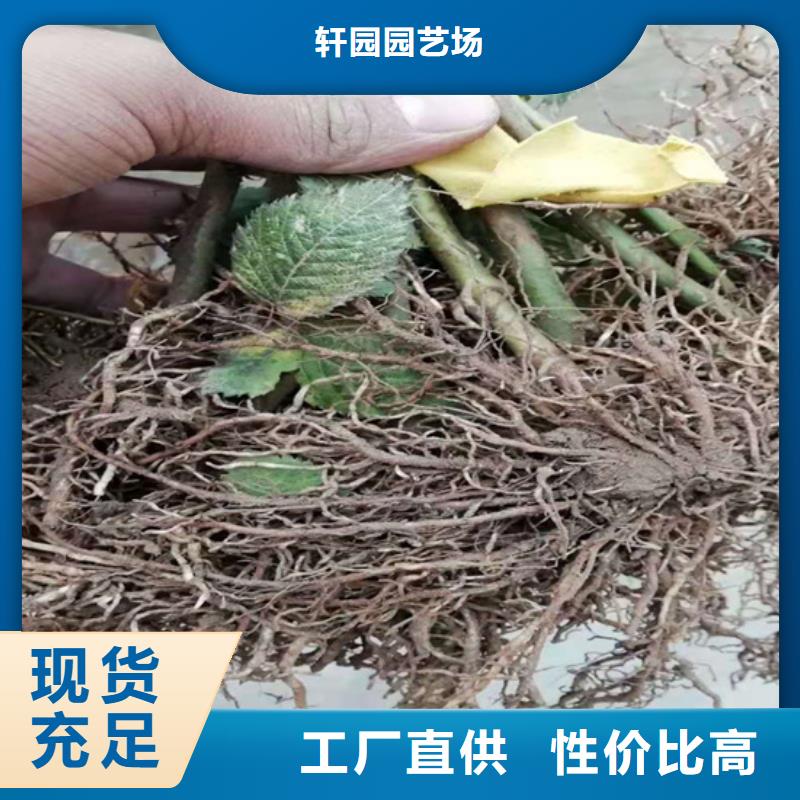 树莓,桃树苗用心做产品