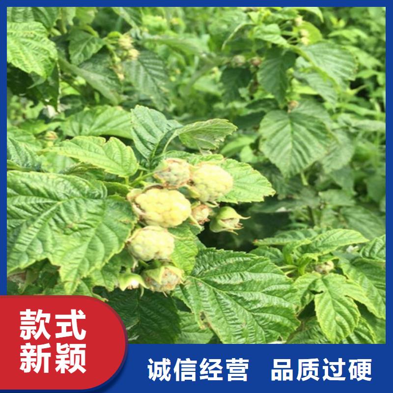 【树莓】无花果苗做工精细