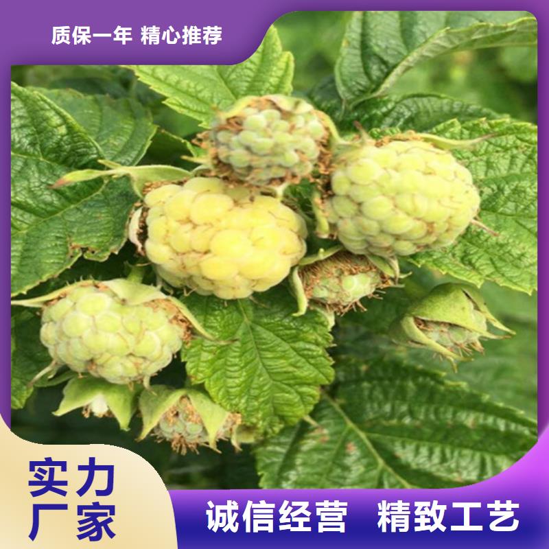 【树莓石榴树专业按需定制】