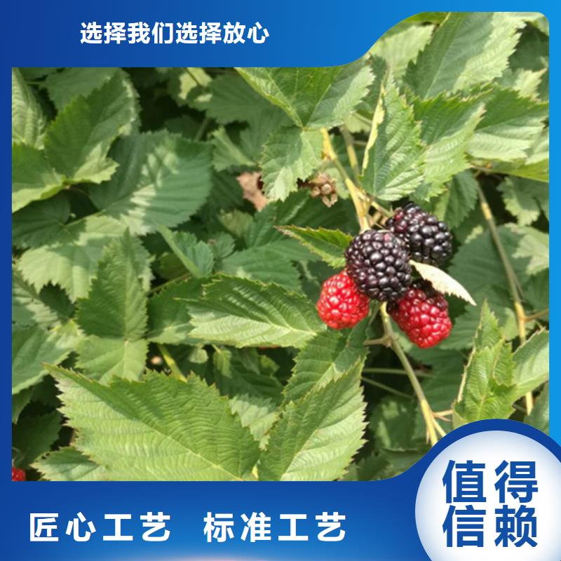 树莓板栗苗根据要求定制