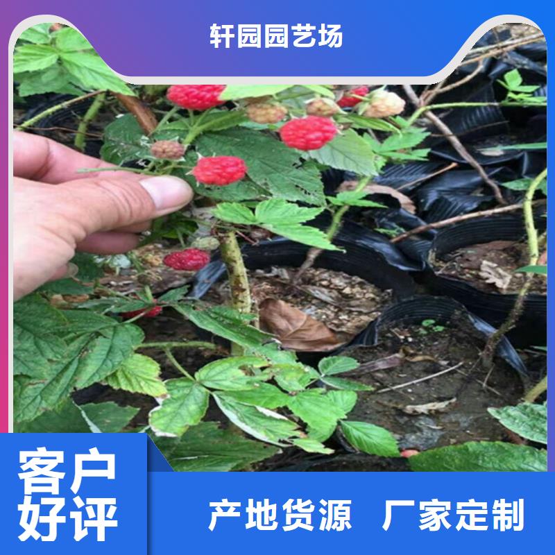 树莓,桃树苗用心做产品