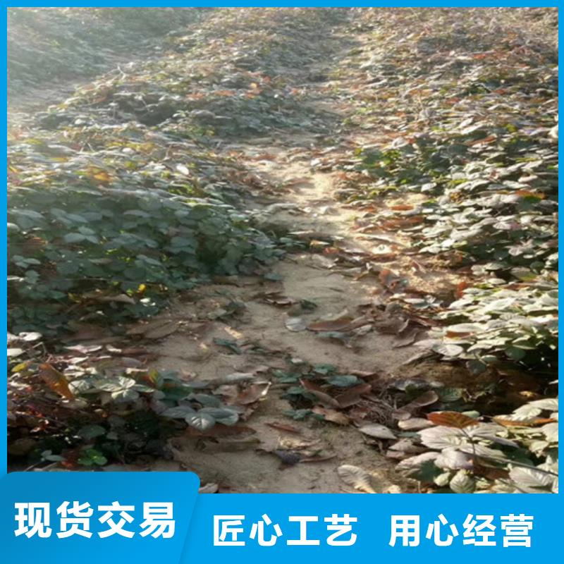 【树莓,樱桃苗加工定制】