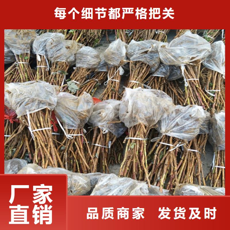 树莓,草莓苗实拍品质保障