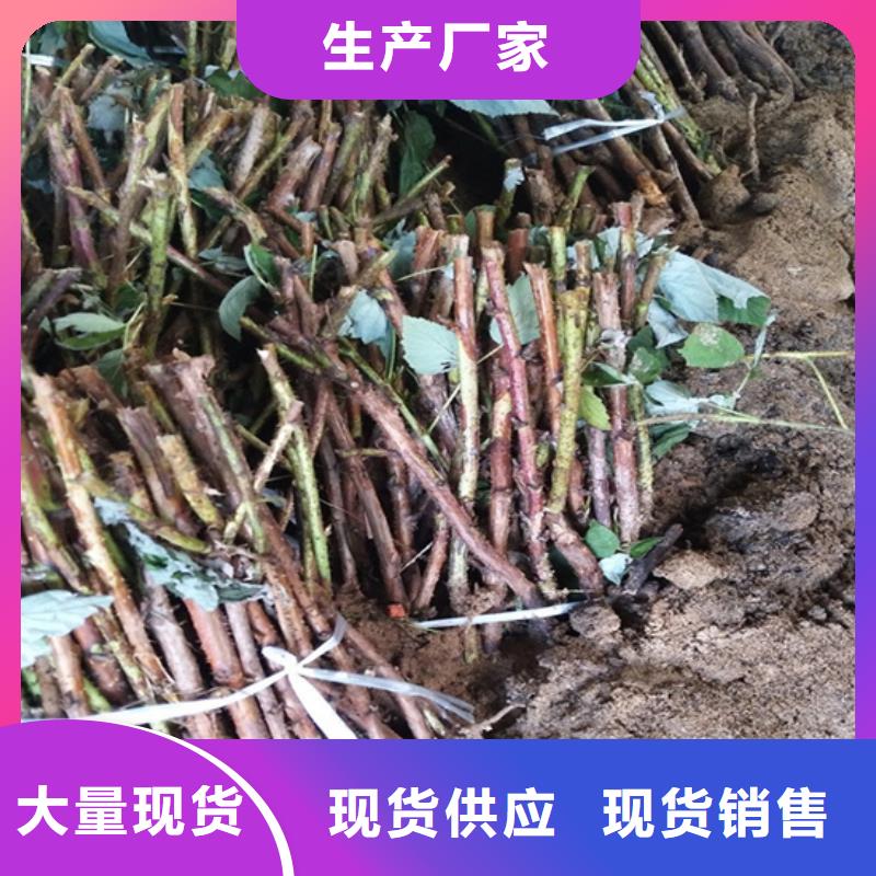 【树莓】无花果苗做工精细