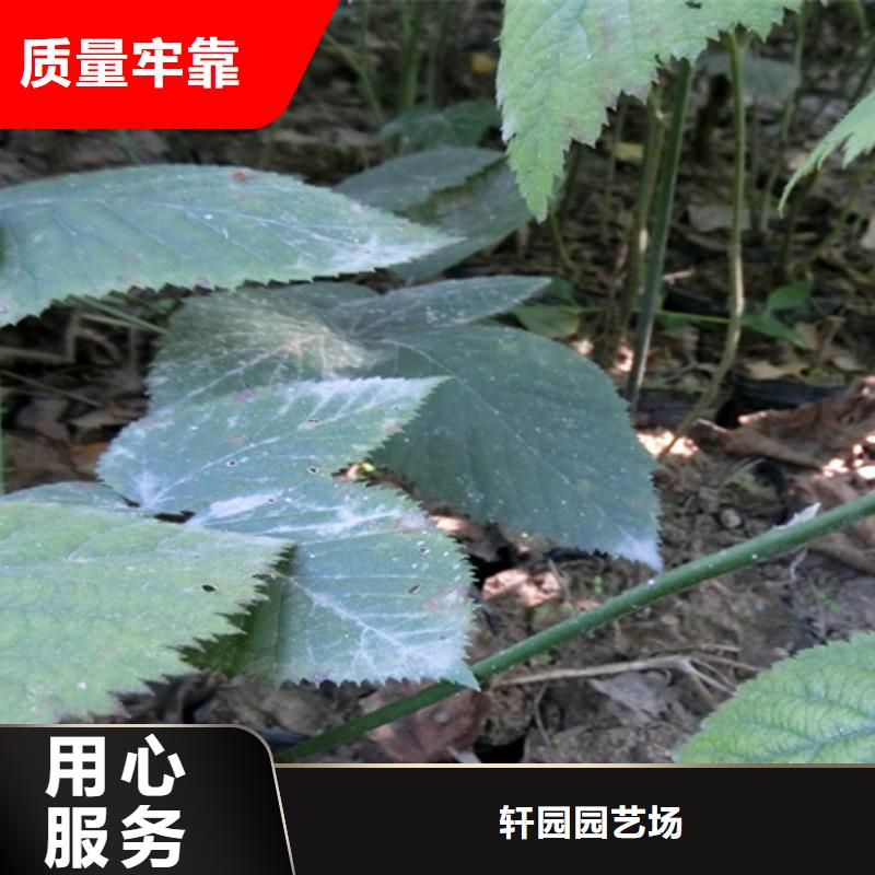 树莓【苹果苗】专注细节更放心