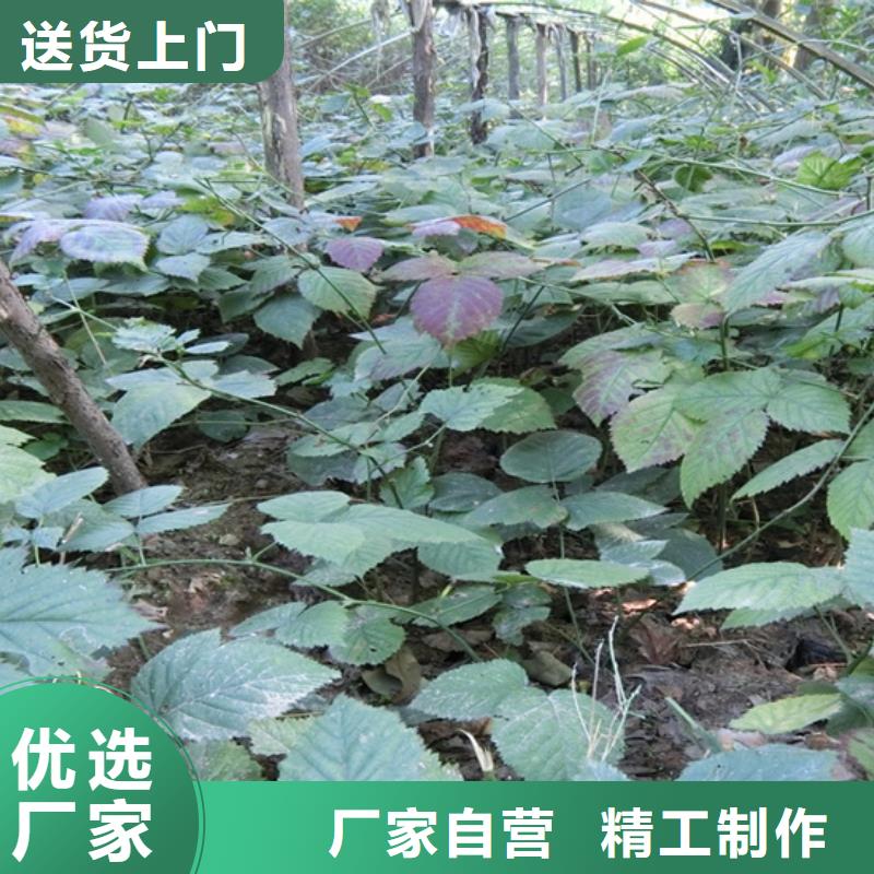 【树莓】苹果苗送货上门