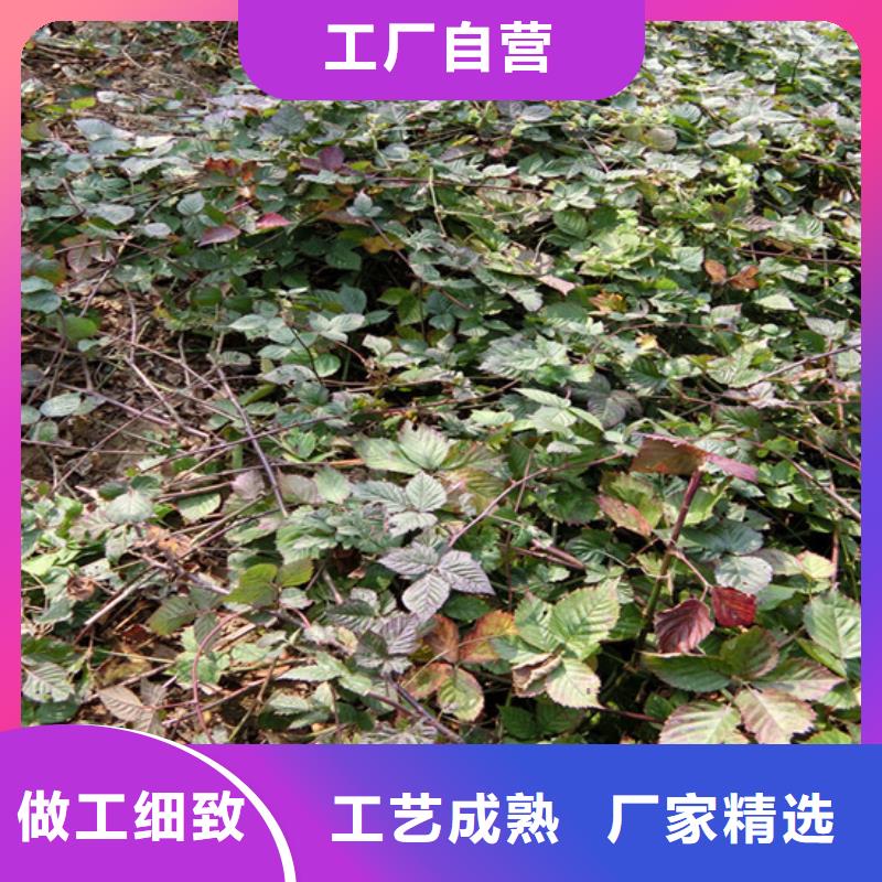 树莓蓝莓苗用途广泛