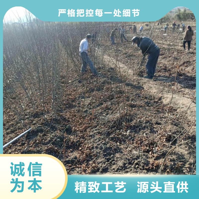 碧根果苹果苗实力公司