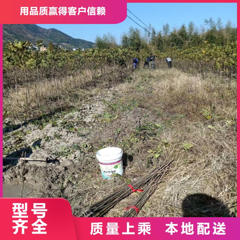 【碧根果】,苹果苗厂家