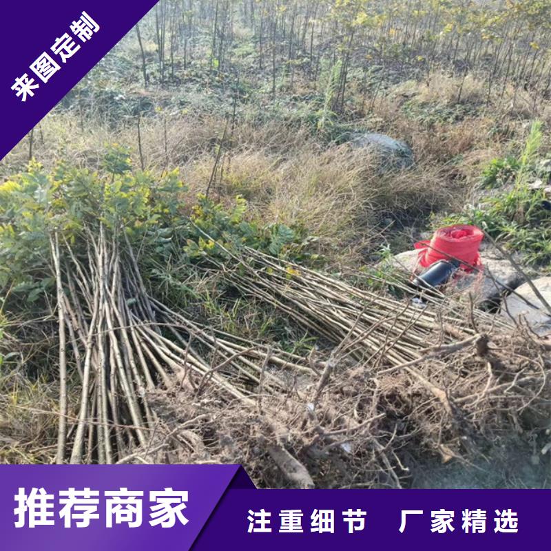 碧根果樱桃苗正规厂家