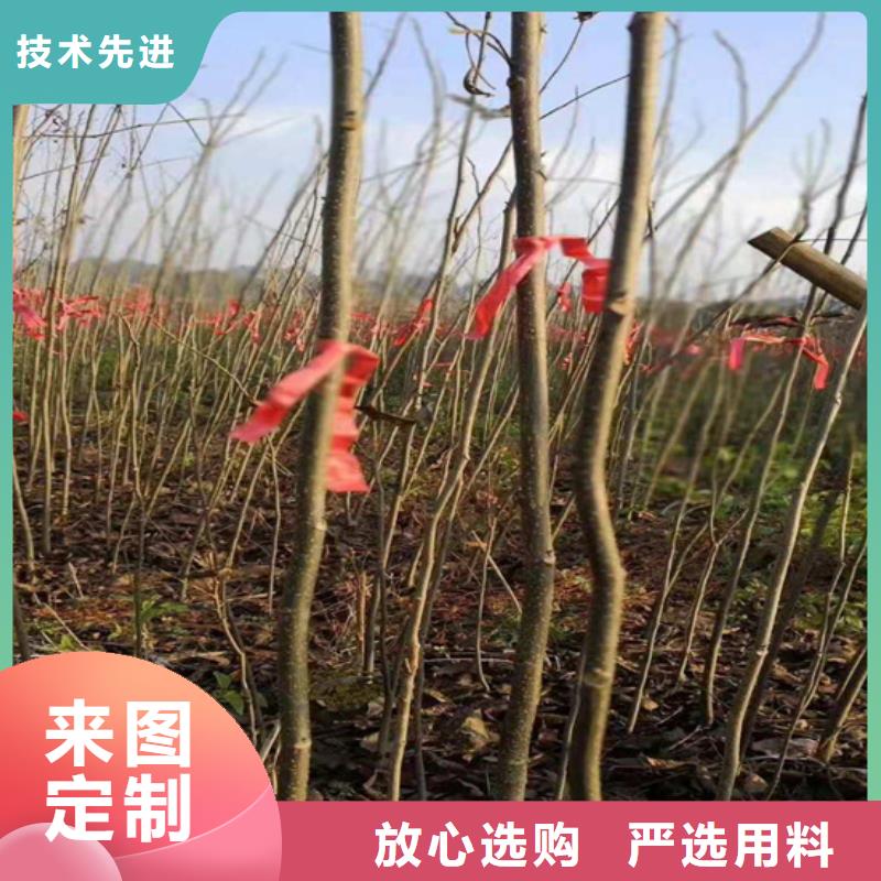 碧根果梨树苗快速生产