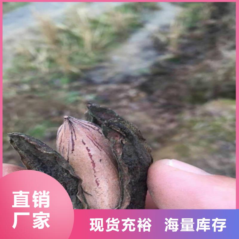 【碧根果】西瓜番石榴苗实力才是硬道理